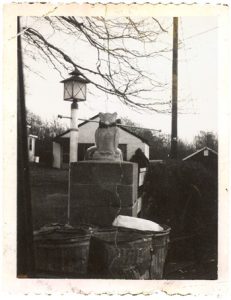 owl on perch